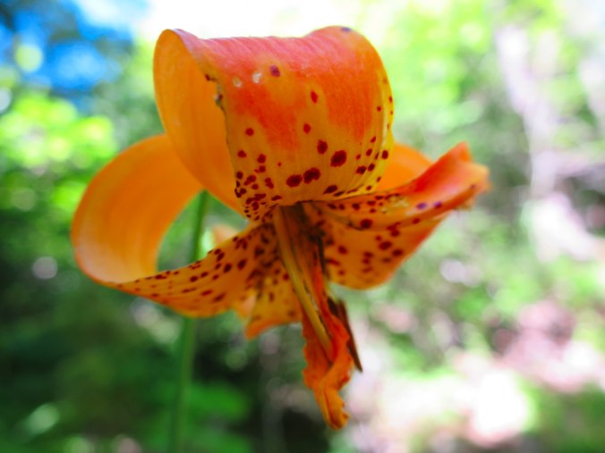 2016-06-21-22-26-48.jpg image