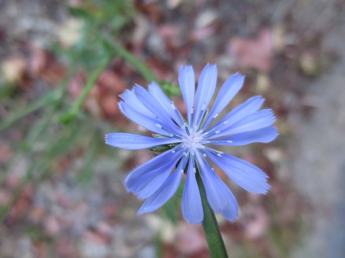 2016-07-03-12-59-08.jpg image